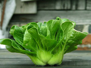 特矮青菜-青菜種子-興綠種苗