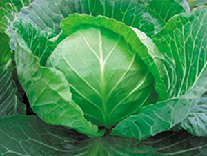 �A��-���{(l��n)�N��-�d�G�N��