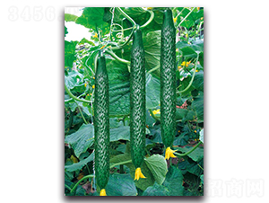 ����2̖(h��o)-�S�ϷN��-��ľ�N��