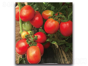 ����JT9345-���ѷN��-��ľ�N��