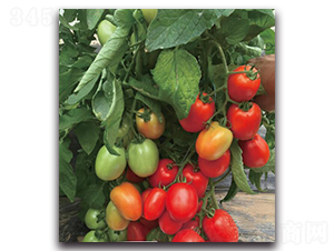 ����JT507-���ѷN��-��ľ�N��