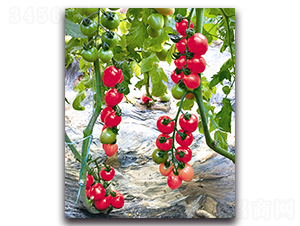 ����Ů-���ѷN��-��ľ�N��