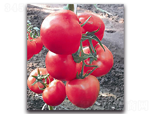 ����9̖-���ѷN��-��ľ�N��