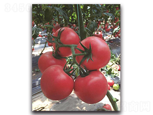 寶祿7號(hào)-番茄種子-三木種苗