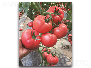 寶祿2號-番茄種子-三木種苗