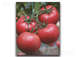 寶祿1號-番茄種子-三木種苗