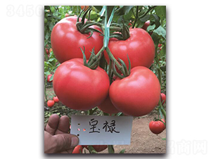 寶祿-番茄種子-三木種苗