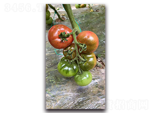 ������-���ѷN��-ʢ���N�I(y��)