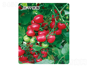 ����-���ѷN��-ʢ���N�I(y��)