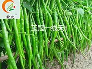 王冠一線天-辣椒種子-盛旺種業(yè)