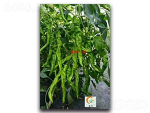 盈豐一號(hào)-辣椒種子-盛旺種業(yè)