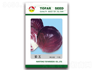 紫玉-甘藍(lán)種子-東方種業(yè)