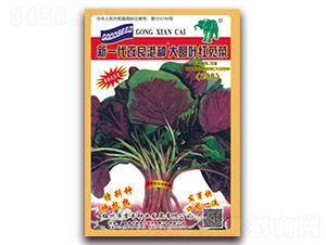 新一代改良港種大圓葉紅莧菜（298）-莧菜種子-吉豐種業(yè)