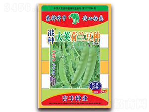 港種大莢荷蘭豆種（168）-荷蘭豆種子-吉豐種業(yè)