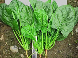 710-���˷N��-�G�x�N�I(y��)