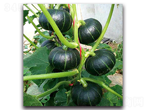 PA08-�ϹϷN��-�G�x�N�I(y��)