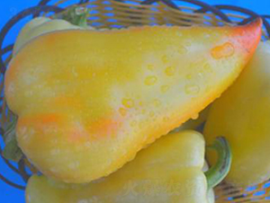 PA11-�����N��-�G�x�N�I(y��)