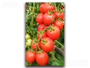 TM176-���ѷN��-�G�x�N�I(y��)