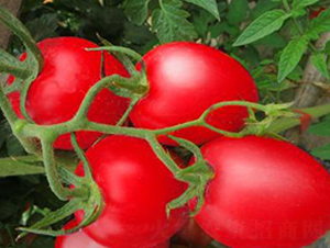 TA17-���ѷN��-�G�x�N�I(y��)