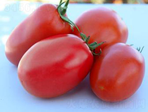 TA11-���ѷN��-�G�x�N�I(y��)