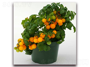 TA05-���ѷN��-�G�x�N�I(y��)