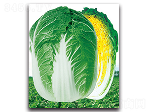 ��������-�ײ˷N��-���}�r(n��ng)�I(y��)