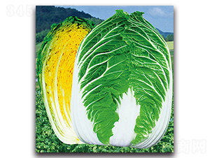 �����Sо��̖-�ײ˷N��-���}�r(n��ng)�I(y��)