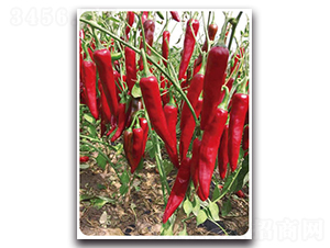 ��G��t-�����N��-���}�r(n��ng)�I(y��)