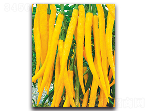 大綠黃金二號-辣椒種子-金脈農(nóng)業(yè)