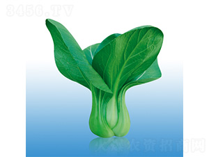 沃爾918-青梗菜種子-沃爾農(nóng)業(yè)