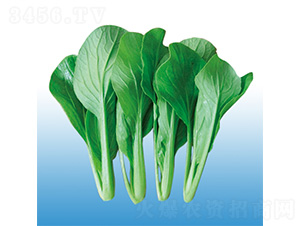 二合一耐熱雞毛菜-青梗菜種子-沃爾農(nóng)業(yè)