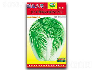 膠白八號(hào)F1-白菜種子-膠白