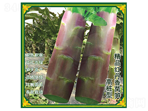 紅丹香萵苣種子-盛琪種子