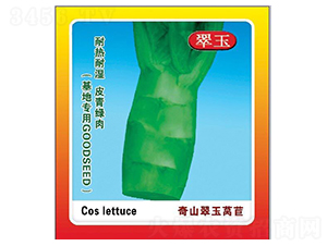奇山翠玉萵苣-萵苣種子-盛琪種子