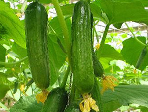 ��ِ��2̖(h��o)936-�S�ϷN��-���S�r(n��ng)�I(y��)