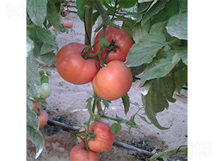 ���S006-���ѷN��-���S�r(n��ng)�I(y��)