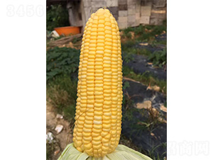 1078-���׷N��-���S�r(n��ng)�I(y��)