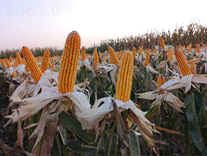 鄭單2265-玉米種子-哈維農(nóng)業(yè)