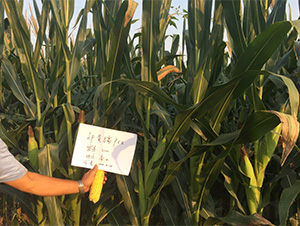 ���SŴ968-���׷N��-���S�r(n��ng)�I(y��)