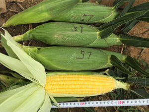 �S��57-���׷N��-���S�r(n��ng)�I(y��)