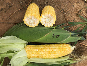 維甜50-玉米種子-哈維農(nóng)業(yè)