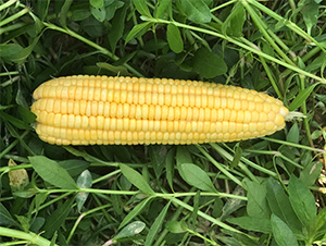 �S��1̖-���׷N��-���S�r(n��ng)�I(y��)