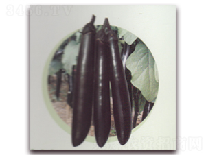 黑美人茄子-茄子種子-科翔種業(yè)