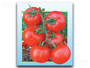 ��ӯެ��-���ѷN��-����N�I(y��)