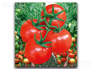 紅力大紅番茄-番茄種子-科翔種業(yè)