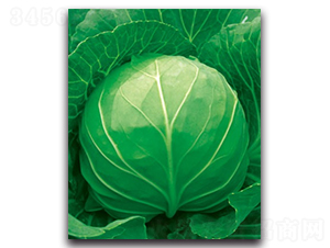 未來055甘藍-甘藍種子-科翔種業(yè)