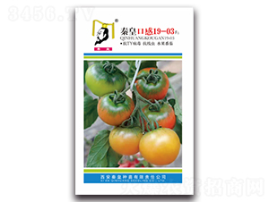 �ػʿڸ�19-03F1-���ѷN��-�ػ�