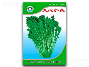九心芥菜-芥菜種子-嵊科種業(yè)