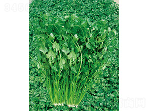 ����R��(j��)���-��˷N��-����