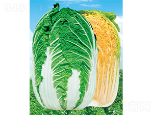 ����-�ײ˷N��-����